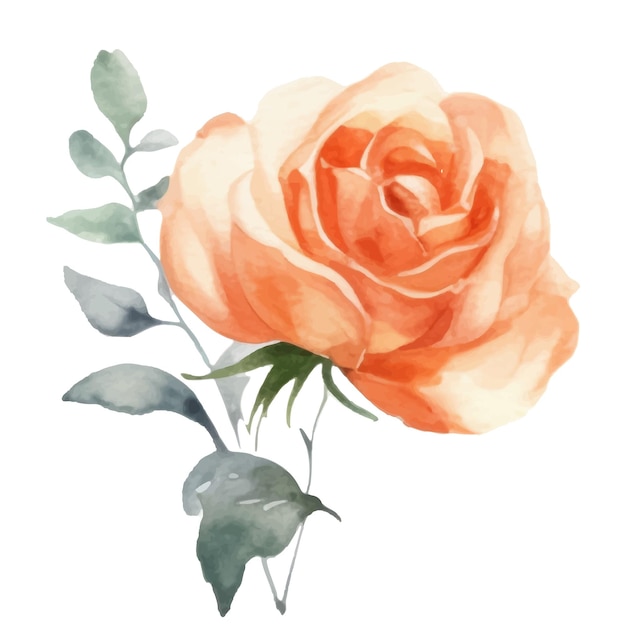 Rose vector illustration watercolor style Elegant rose of pastel colors floral chic vintage illustration