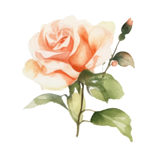 Rose vector illustration watercolor style Elegant rose of pastel colors floral chic vintage illustration