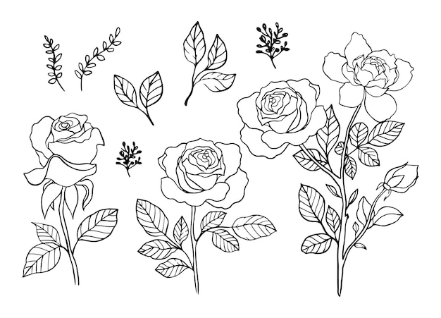 手描きで設定されたバラのベクトル白い背景の上の美しい花林で非常に詳細なバラのアート