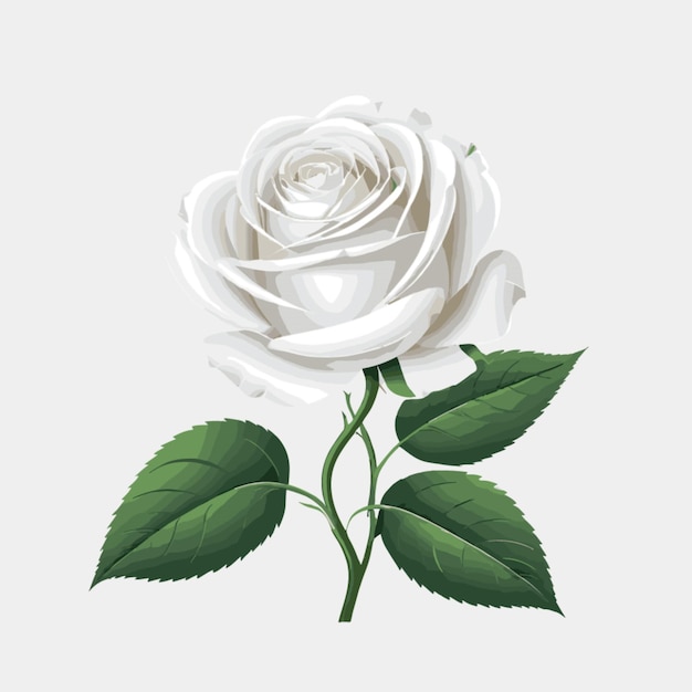 Vector rose vector on a white background