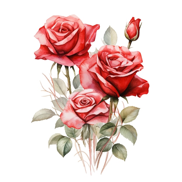 Иллюстрация акварелью розы
