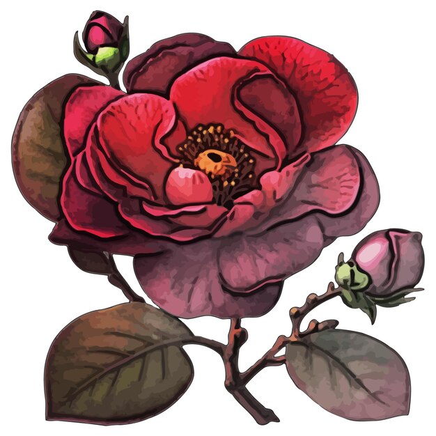 Vector rose wildrose watercolor vector illustration