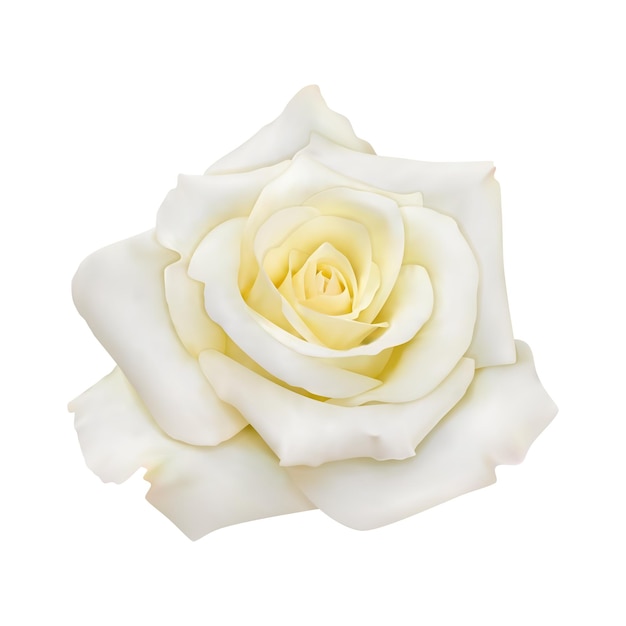 Rose with white petals