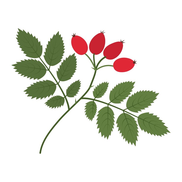 Vector rosehip brunch with leaves and berries in trendy shades greetings or cards design element concept