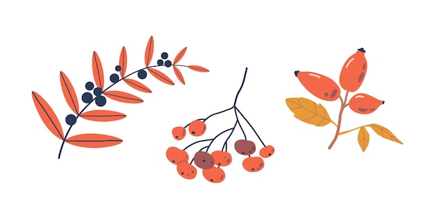 Vettore rosa canina, sorbo e uccelli, ciliegia, bacche autunnali e set di foglie, una vivace collezione di foglie in ricche tonalità di rosso, arancione e giallo, arredamento caldo e accogliente, illustrazione vettoriale dei cartoni animati.