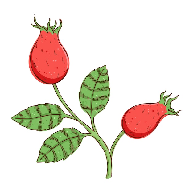 Rosehip vector drawing isolated berry branch sketch on white background