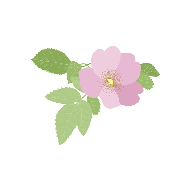 Цветение шиповника (Rosa rugosa) на белом фоне.