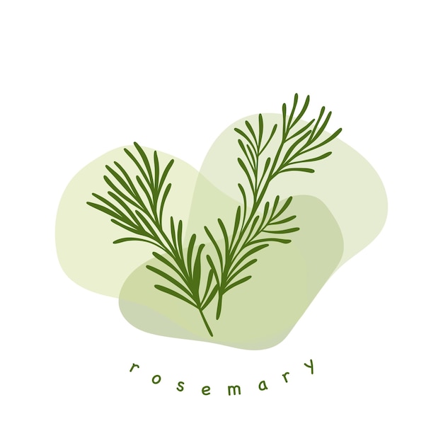 Rosemary bouquet on multicolor background Minimalistic botanical elements for cosmetics