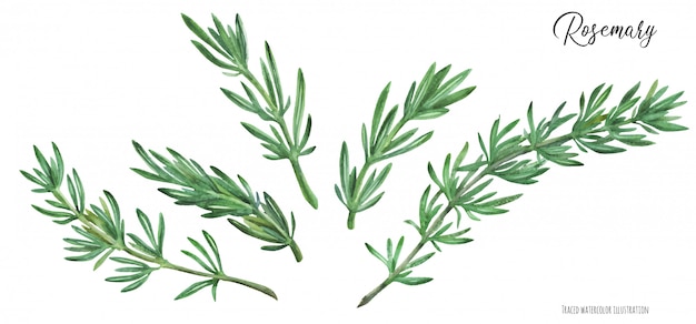 Rosemary branches