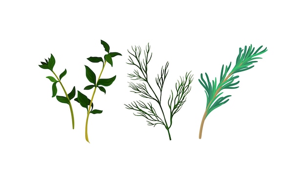 Vector rosemary and dill twig as kitchen potherbs vector set