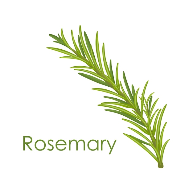 Rosemary a green sprig of rosemary medicinal plant fragrant plant for seasoning vector illustration isolated on a white background