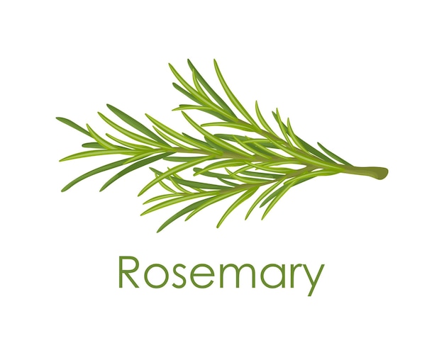 Rosemary a green sprig of rosemary medicinal plant fragrant plant for seasoning vector illustration
