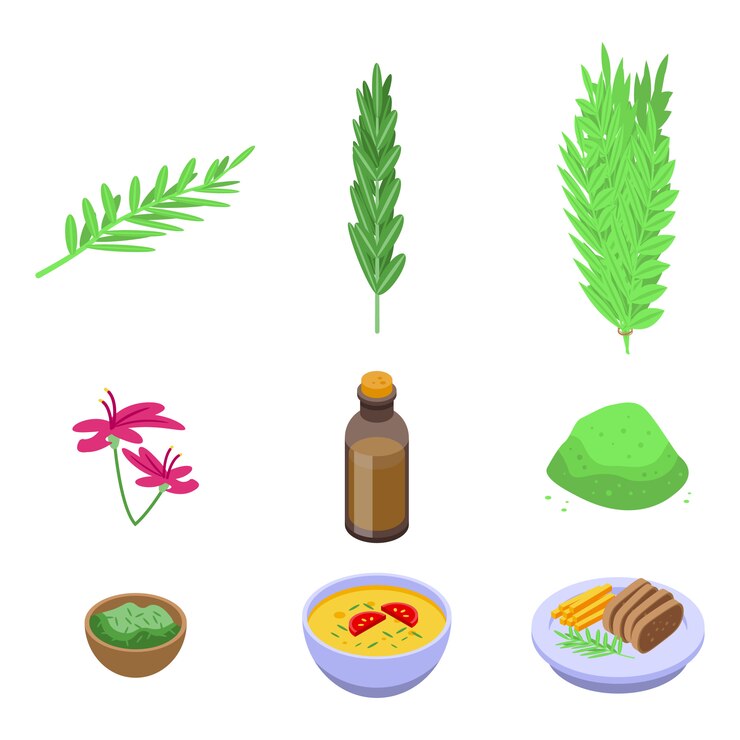 Vector rosemary icons set. isometric set of rosemary vector icons for web design isolated on white space