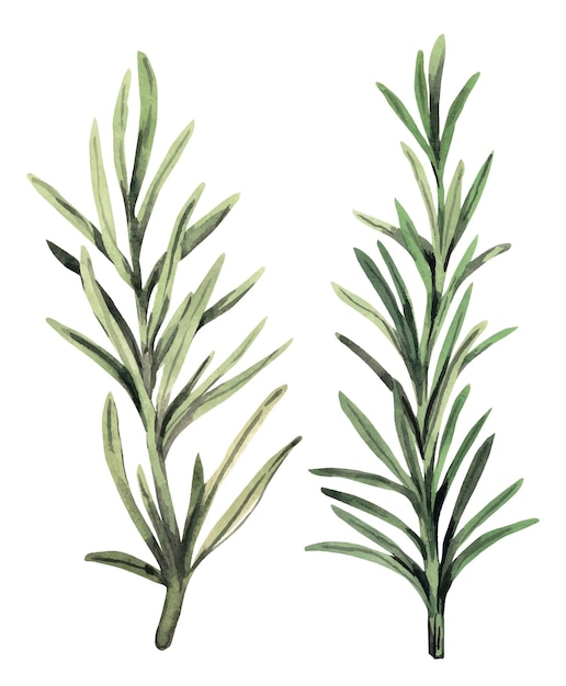 Rosemary watercolor clipart set
