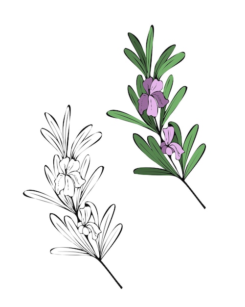 Rosemary with flowers isolated on white background Hand drawn in doodle style contour silhouette