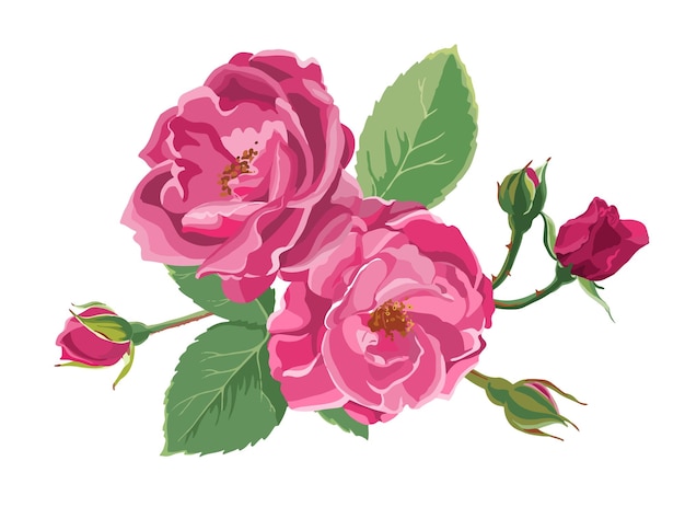 Roses in blossom flourishing flowers with leaves and buds Isolated peonies decorative flora Bunch of florist composition for present or gift for special occasion Botanic artwork Vector in flat