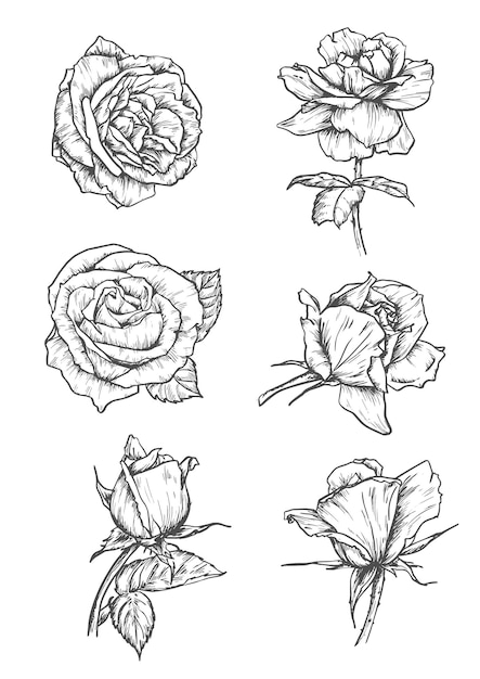 Vector roses buds icons. vector pencil sketch flowers with leaves on stem. graphic emblems for tattoo, decoration