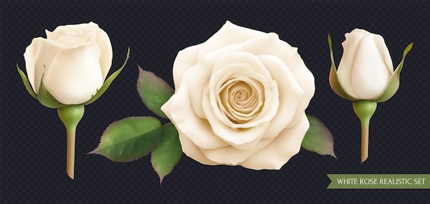roses collection in realistic style