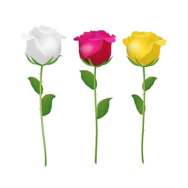 Roses Flowers Red yellow white bud illustration