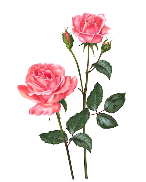 Vettore di fiori di rose