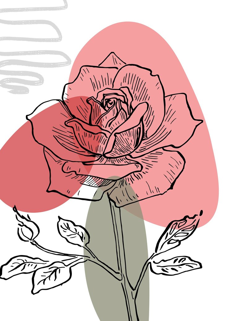 Vector roses hand painted illustrations for wall decoration minimalist flower in sketch style