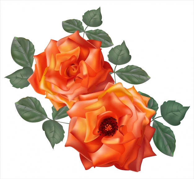 Vector roses orange flower