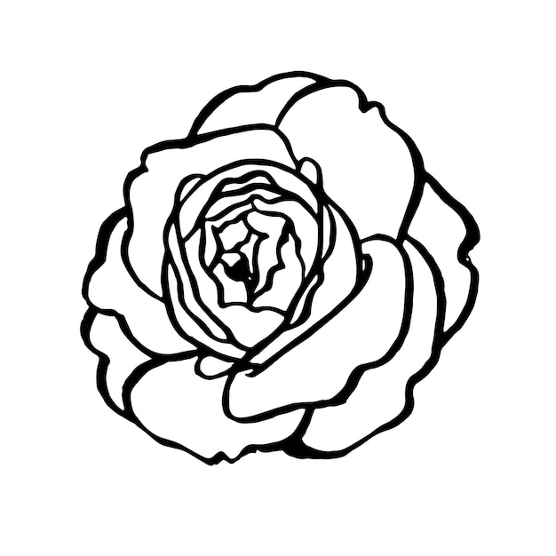 Roses outline