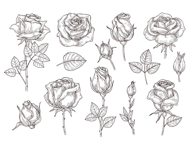 장미 스케치 드로잉 장미 배열 꽃과 나뭇잎 빈티지 스타일의 식물 요소 정원 식물 neoteric 벡터 세트가 있는 문신 템플릿
