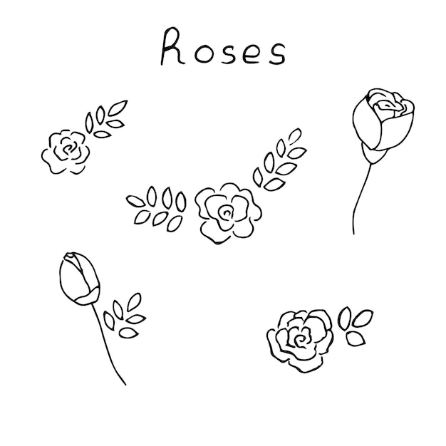 Vettore disegno a mano dell'illustrazione di vettore delle rose