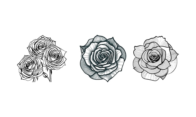 Roses Vector with leaf Line art three roses coloring page coloring book