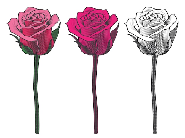 roses vintage graphics