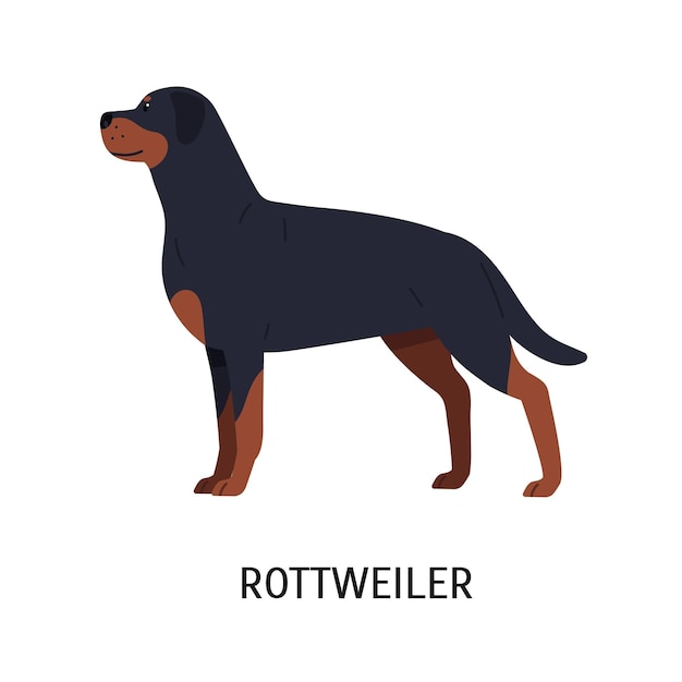 Rottweiler. Gorgeous working or guardian dog isolated on white background. Adorable purebred domestic animal or pet of short-haired breed. Colorful vector illustration in flat cartoon style.