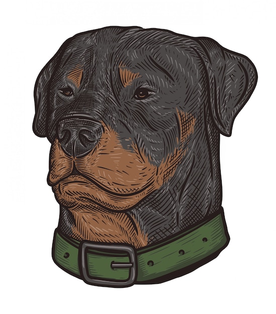 Testa di rottweiler