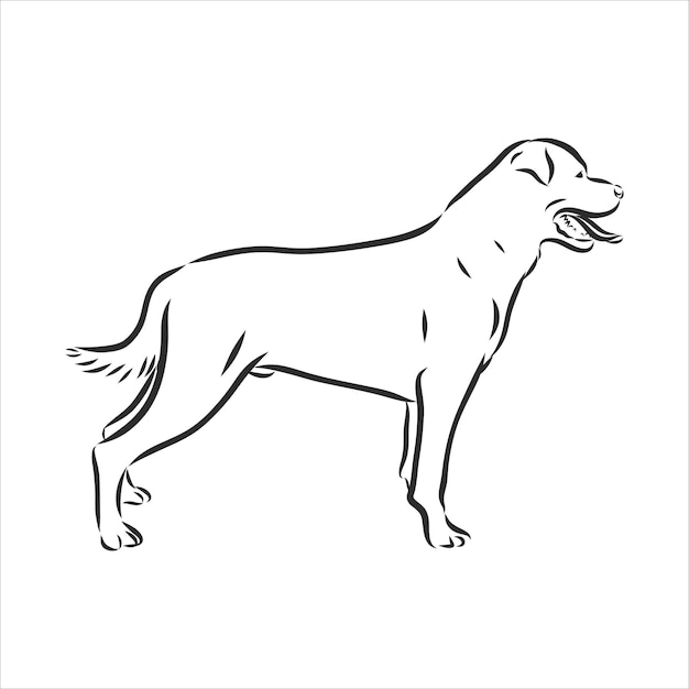 Rottweiler hondenras vectorillustratie van de hond show teken symboolset