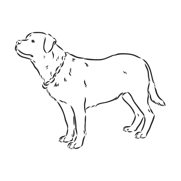 Vector rottweiler vector hand drawingrottweiler vector sketch