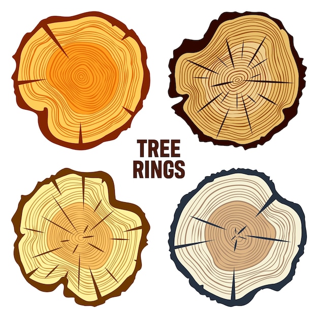 Round colorful tree trunk cuts sawn pine or oak slices lumber saw cut timber wood brown wooden