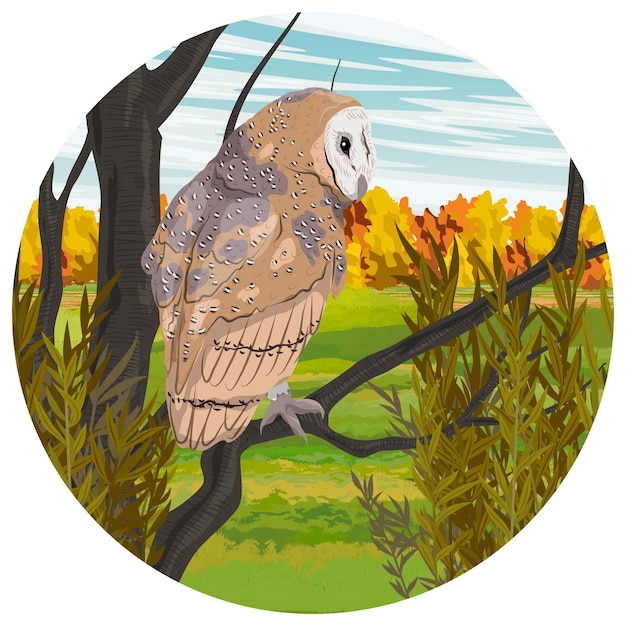 Round composition a barn owl looks at the autumn landscape while sitting on a tree branch