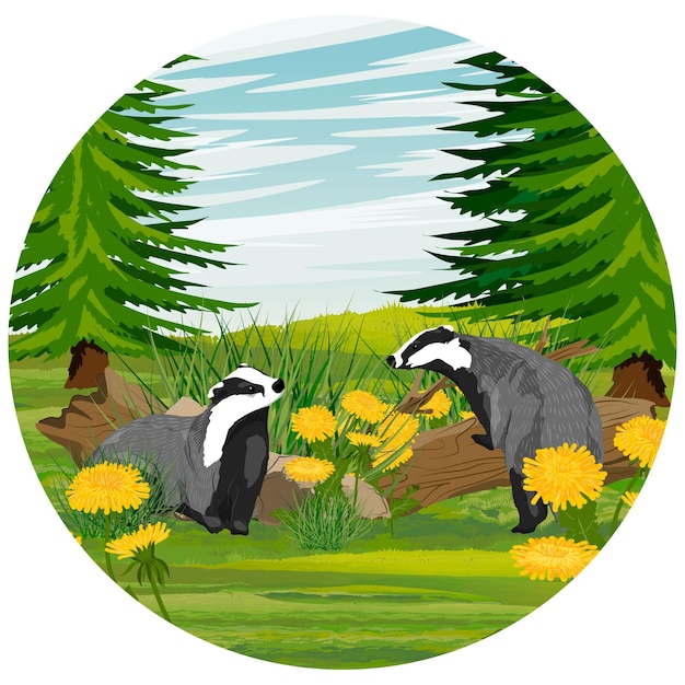 Round composition Pair of Badger in a meadow with dandelion flowers and fir trees