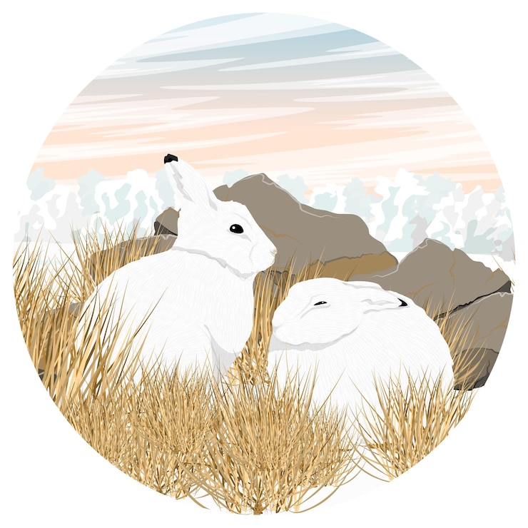 Vector round composition two cute white polar hares are sitting in the snow near a dry bush