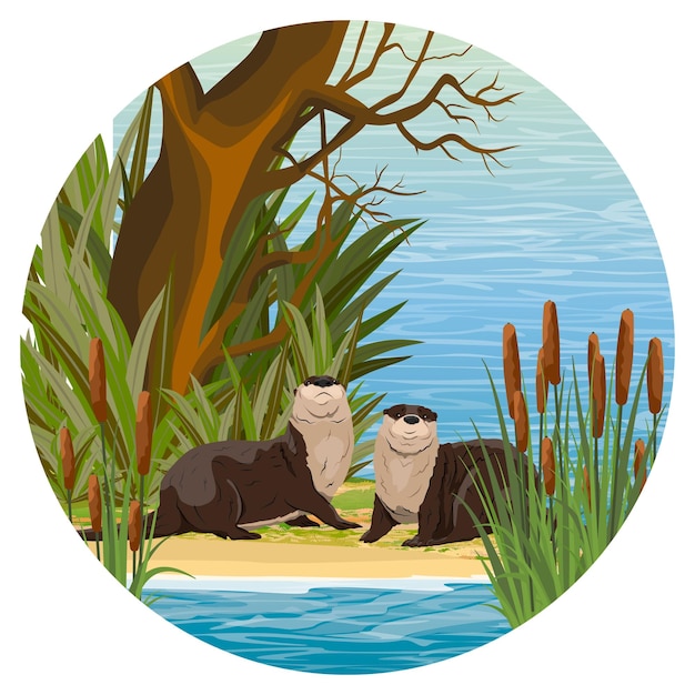 Round composition Two river otters sit on the banks of a river or lake in thickets of reeds Eurasi