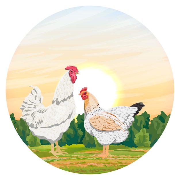 Round composition white rooster and hen on a green meadow in front of the forest domestic bird