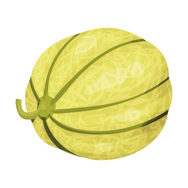 Round green melon vector illustration on white background