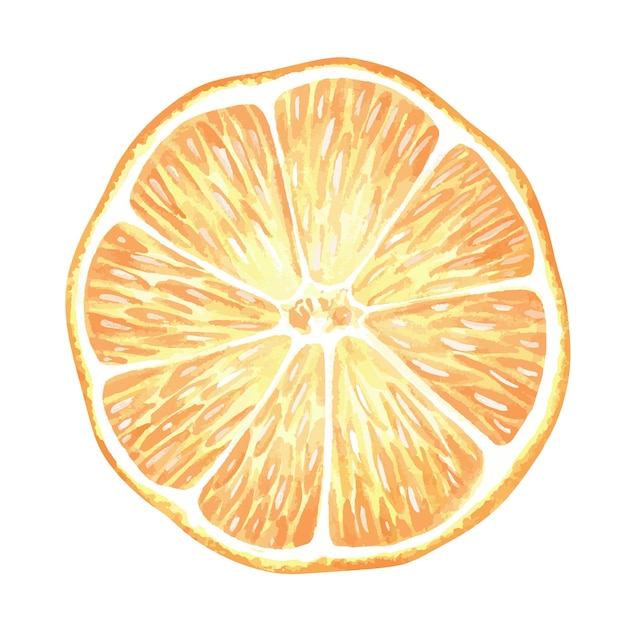 Vector round slice of lemon citrus orange mandarin watercolor illustration