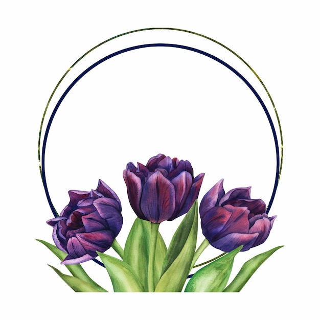 Vettore quadro vettoriale rotondo con tulipani viola bouquet primaverile di fiori viola illustrazione ad acquerello clip art floreale per invito biglietto di auguri e design