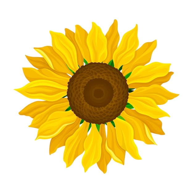 Round Yellow Flower Head of Sunflower or Helianthus Vector Illustration