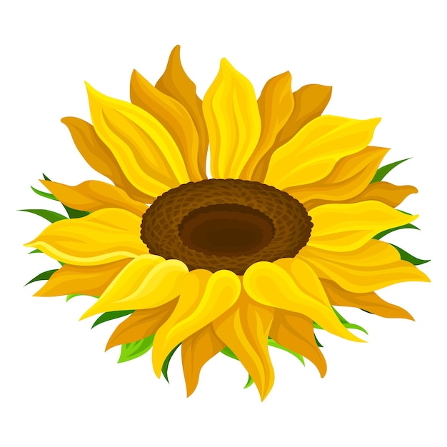 Round Yellow Flower Head of Sunflower or Helianthus Vector Illustration