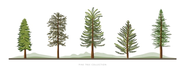 Vector row of pine tree vector icon set isolated on white background