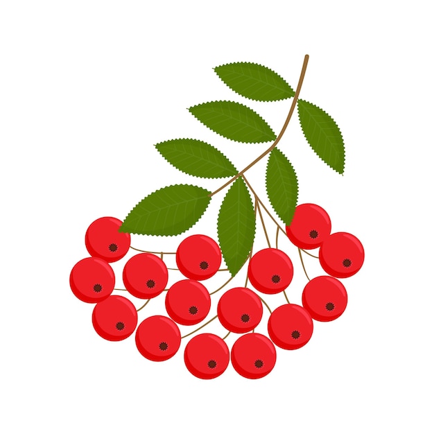 Rowan berries. Isolated rowan on white background. Vector illustration