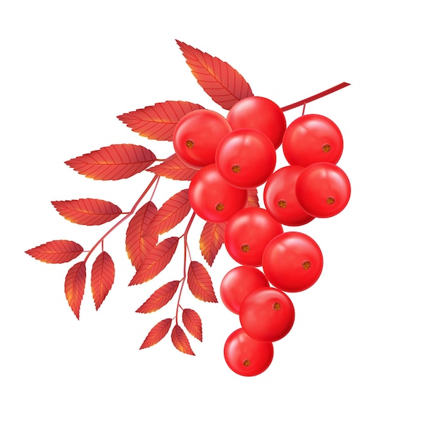 Rowan branch with autumn leaves and red ripe berries vector realistic isolated illustration