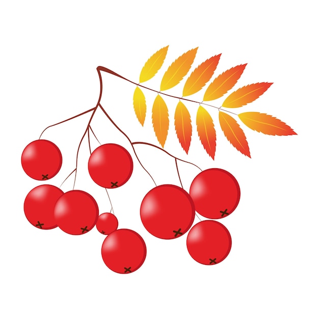 Ветка рябины с листьями и ягодами. Осенний дизайн. Векторная иллюстрация на белом фоне.